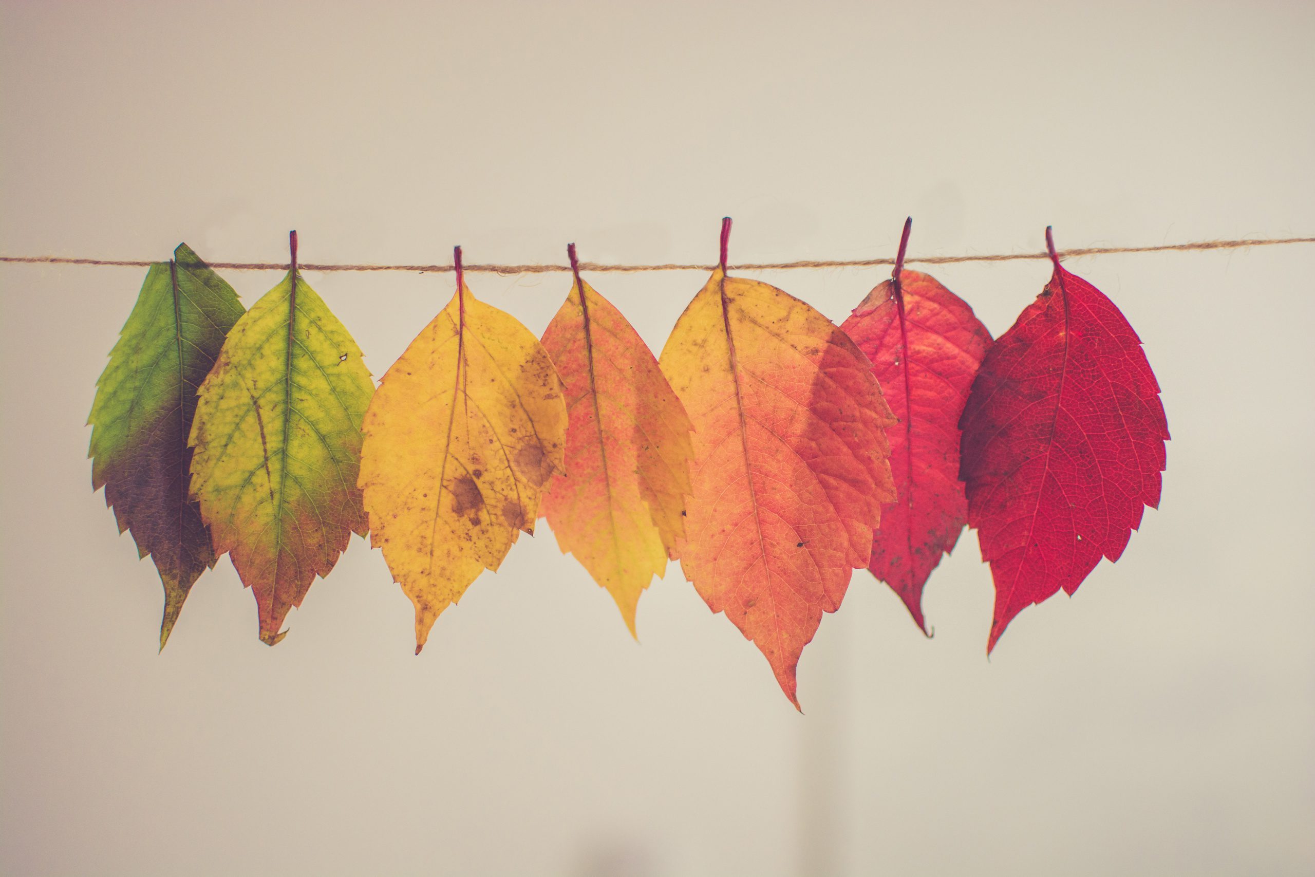 Rainbow Leaves