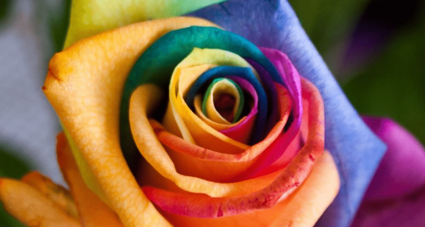 rainbow colored rose